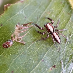 Cytaea alburna