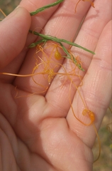 Smicronyx sculpticollis