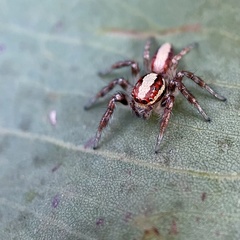 Cytaea alburna