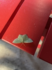 Chloropteryx tepperaria