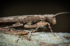 Amorphoscelidae