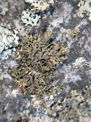 Montanelia sorediata