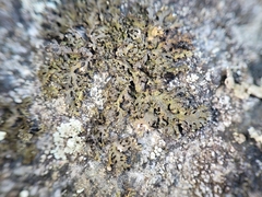 Montanelia sorediata