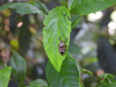 Eocanthecona concinna