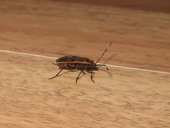 Physopelta parviceps