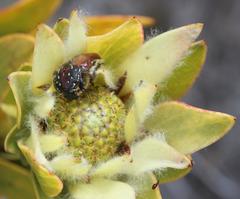 Trichostetha capensis