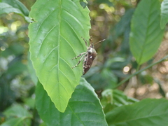 Eocanthecona concinna