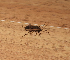 Physopelta parviceps