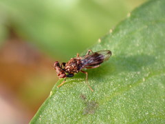 Sphyracephala brevicornis