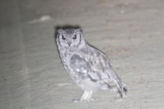 Bubo cinerascens