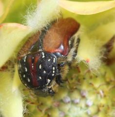 Trichostetha capensis