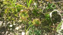 Drosera pauciflora
