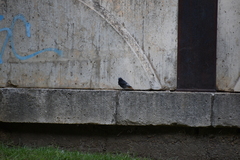 Phoenicurus ochruros