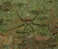 Tamopsis tweedensis