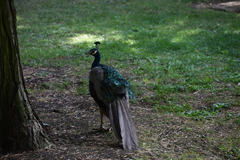 Pavo cristatus
