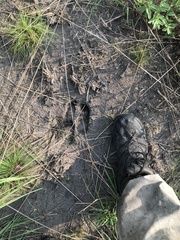 Syncerus caffer nanus