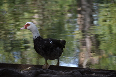 Cairina moschata domestica