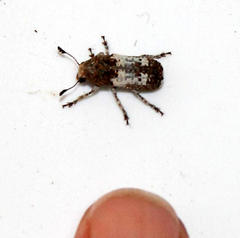 Phloeobiopsis plagifera