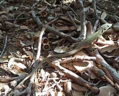 Podarcis siculus tyrrhenicus