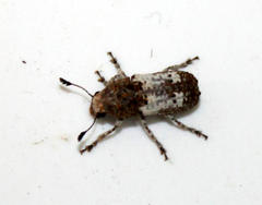 Phloeobiopsis plagifera