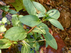 Sphyracephala brevicornis