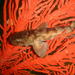 Dark Shyshark - Photo (c) Peter Southwood, some rights reserved (CC BY-SA), uploaded by Peter Southwood