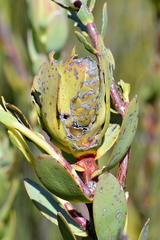 Leucadendron discolor