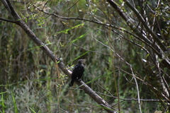 Turdus merula