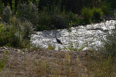 Ardea cinerea