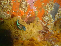 Tambja capensis