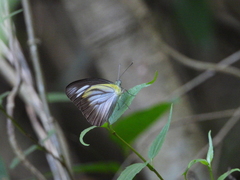 Appias lyncida eleonora