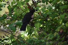 Turdus merula