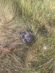 Syncerus caffer nanus