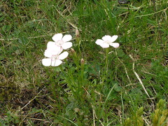 Dianthus alpinus