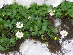 Arabis soyeri