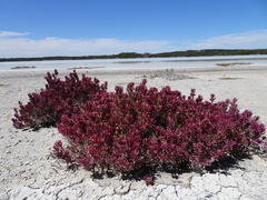 Suaeda australis