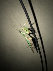 Prohierodula laticollis