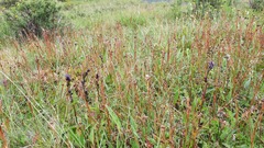 Luzula multiflora sibirica