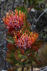 Leucospermum glabrum