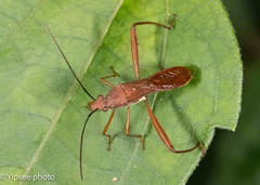Riptortus linearis