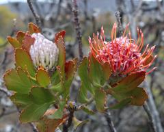 Leucospermum glabrum
