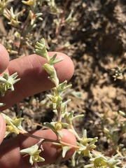 Salsoloideae