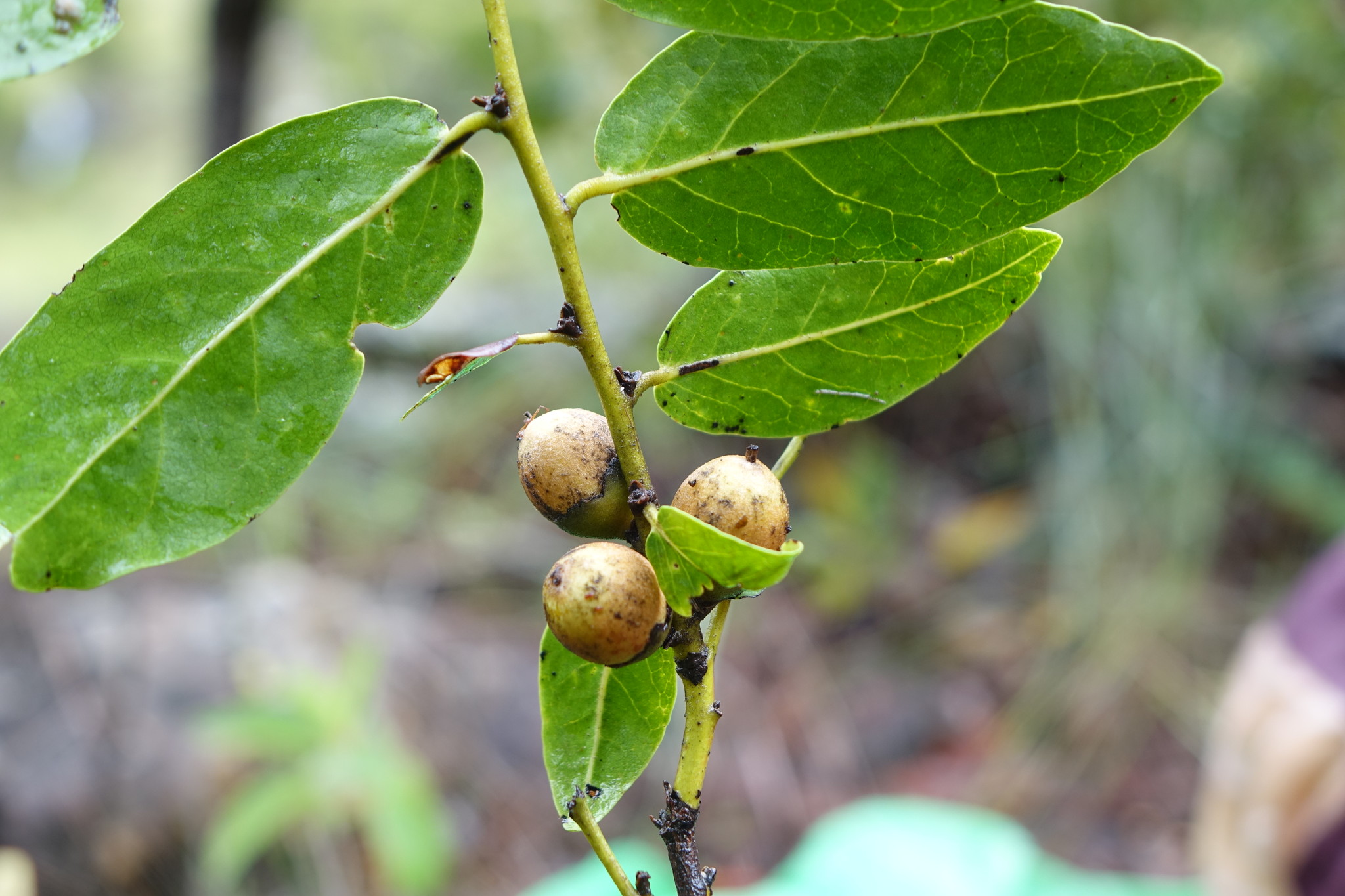 Diospyros cinnamomoides