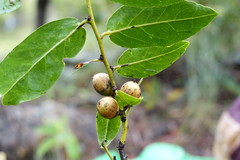 Diospyros cinnamomoides image