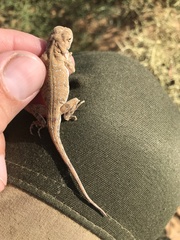 Phrynocephalus guttatus