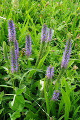 Veronica orchidea