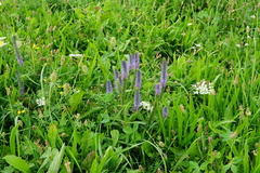 Veronica orchidea