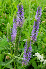 Veronica orchidea