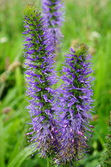 Veronica orchidea