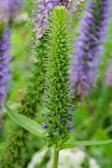 Veronica orchidea